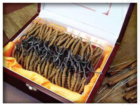 黄岛冬虫夏草回收